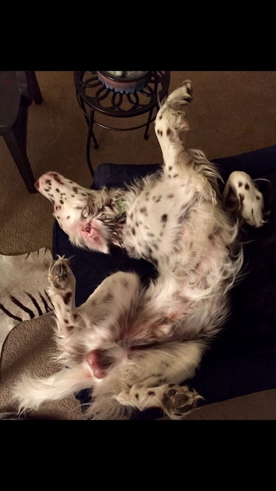 Delano, The Handsomest Dog In World