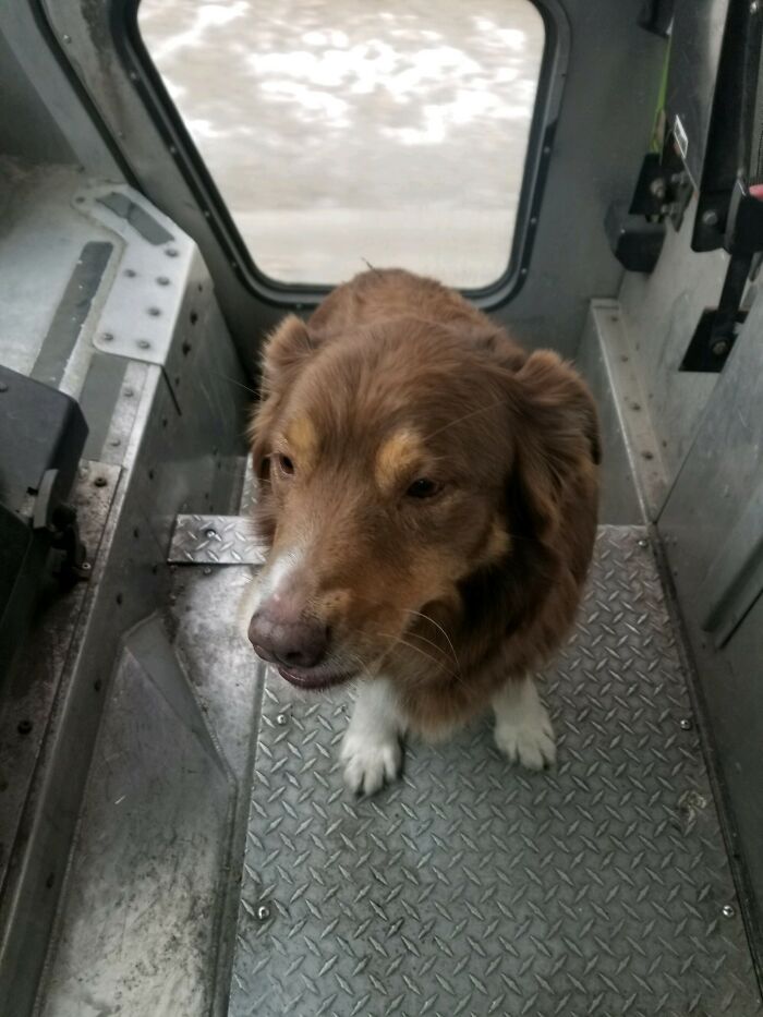 Mi marido es conductor de FedEx. Hoy encontró un perro perdido y lo recogió en su camión. Se fue con él hasta que lo devolvió a su dueño de forma segura