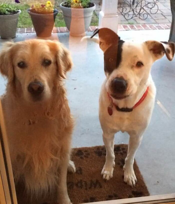 My Dog Brought Home A Friend. Turns Out It Is My Neighbors Golden Who Has Been Missing For 2 Weeks