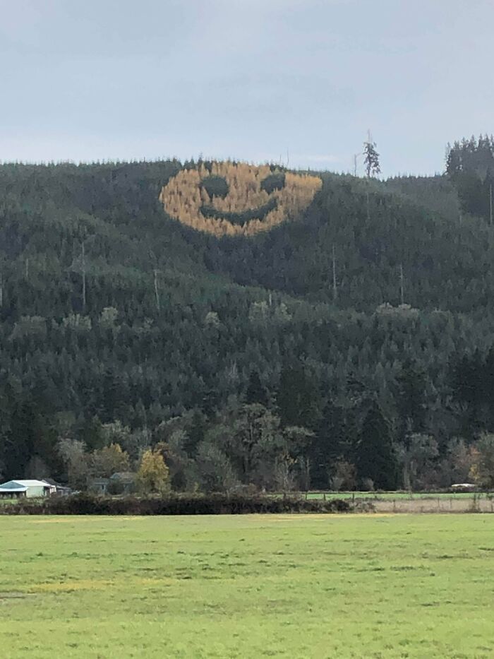 How They Replanted This Forest To Smile At You In The Fall