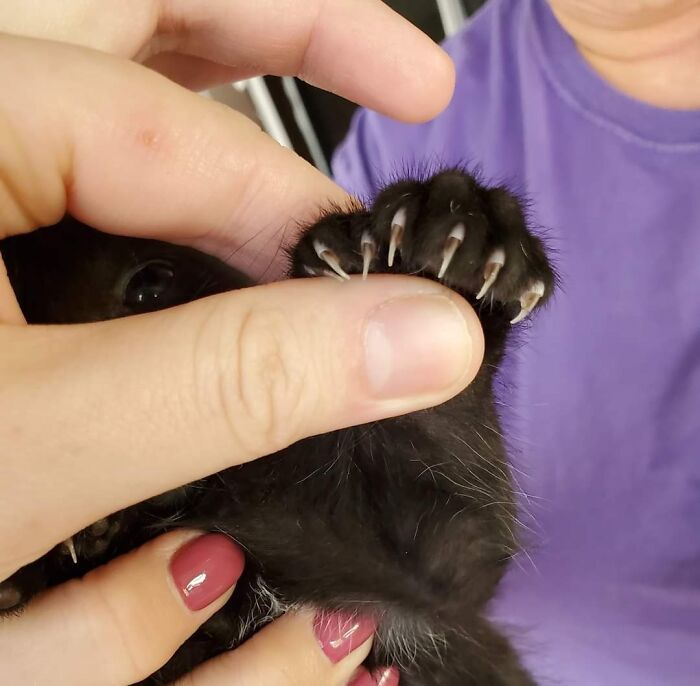 This Kitten With 7 Beans!