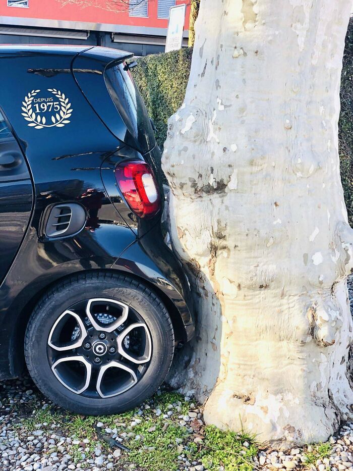 Coche aparcado contra el árbol