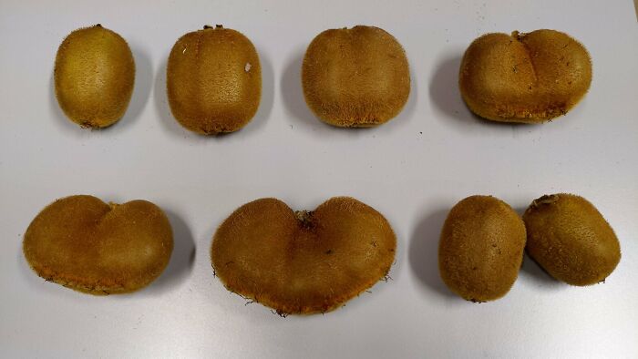 Nuestra vid de kiwi produce sobre todo frutos gemelos y triples, lo suficiente para mostrar el proceso de división celular