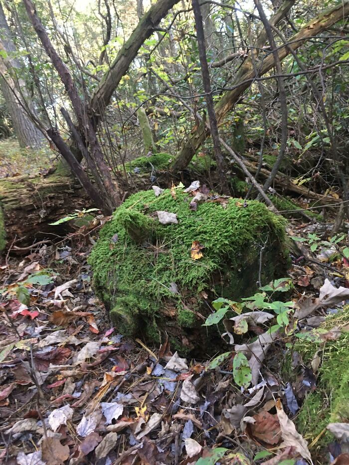 This Moss Covered Stump That Looks Like A Tiny Log Cabin