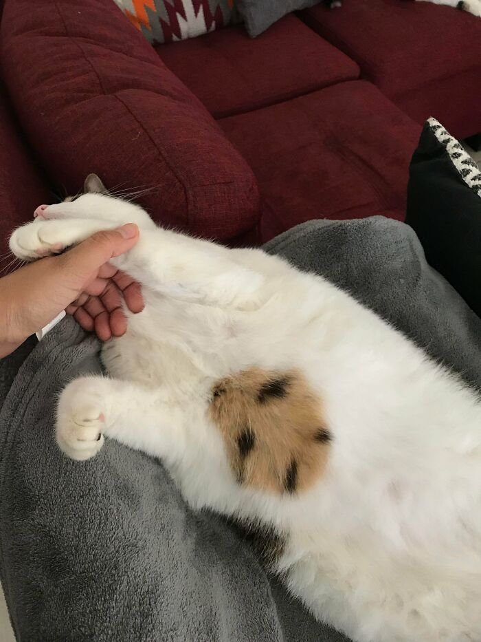 Mi gato tiene una forma de galleta en su vientre