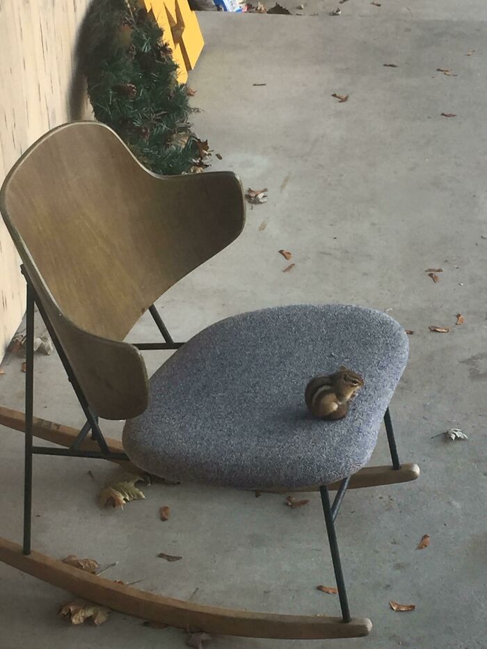 This Chipmunk Came And Sat In The Chair On My Front Porch To Eat His Acorn