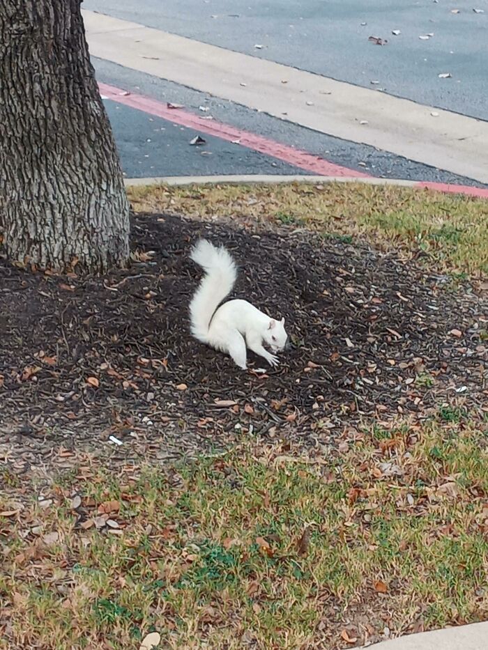 I Saw An Albino Squirrel At The Doctors Office Today