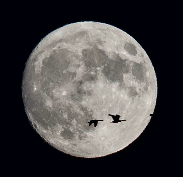Caught A Couple Canada Geese Passing By While I Was Imaging The Moon