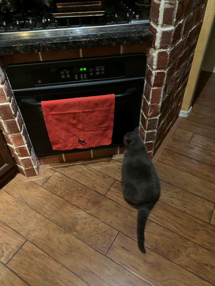 My Cat Waiting For Non-Existent Cookies Or Something