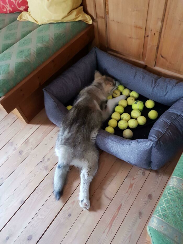 Buscó todas las pelotas que había por casa y luego se tumbó así durante 10 minutos