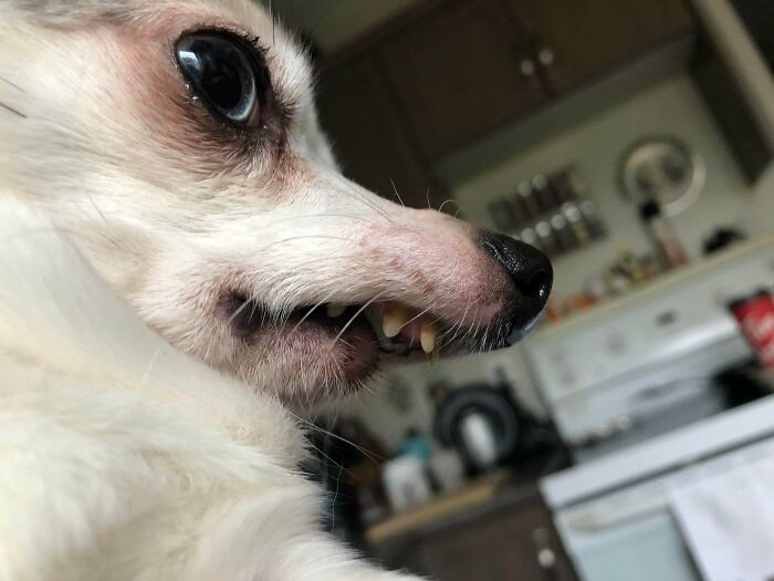 My Dog, Beak. This Is His Best Angle, Showcasing His Formidable Teef