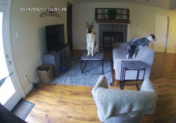 He puesto una cámara para ver qué hacen mis perros cuando no estoy