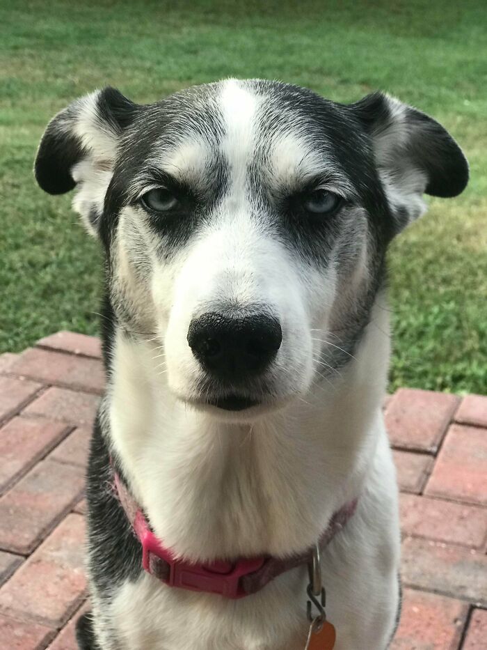It’s Just Her Face. She’s The Sweetest Dog Ever. But She Constantly Looks Disappointed In Us