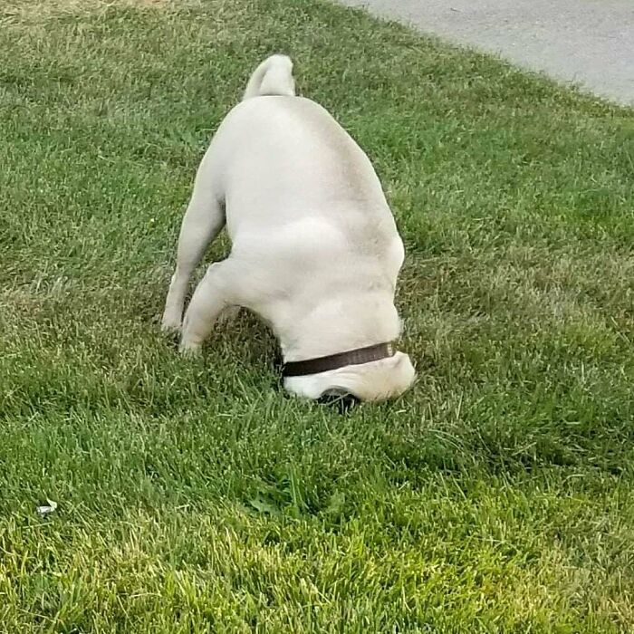 My Favorite Pic Of My Pug. There Is No Hole In The Grass