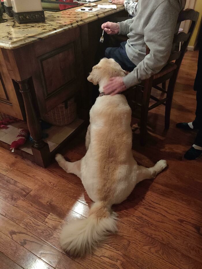 My Dog Was Sitting Like This While Being Fed With A Fork By Her Grandpa