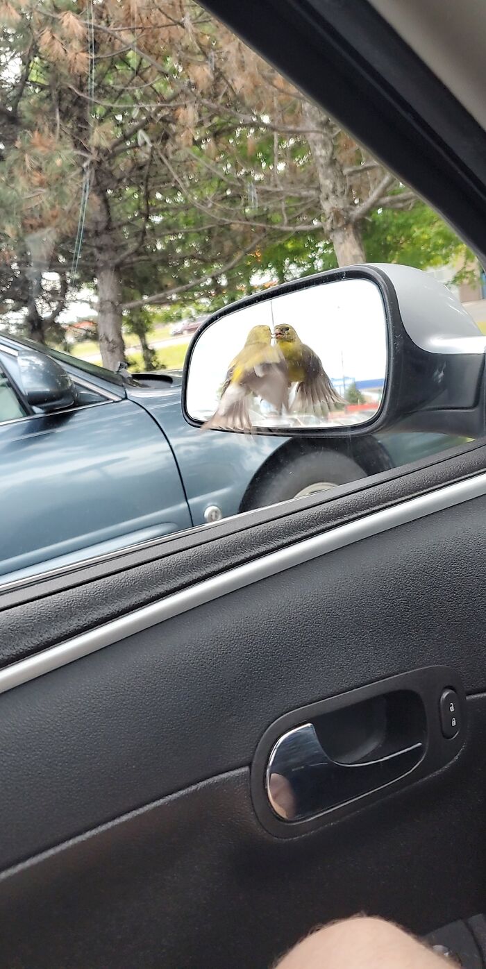 Was Taking A Snapchat And Managed To Snap A Picture Of A Bird Milliseconds From Hitting My Side Mirror