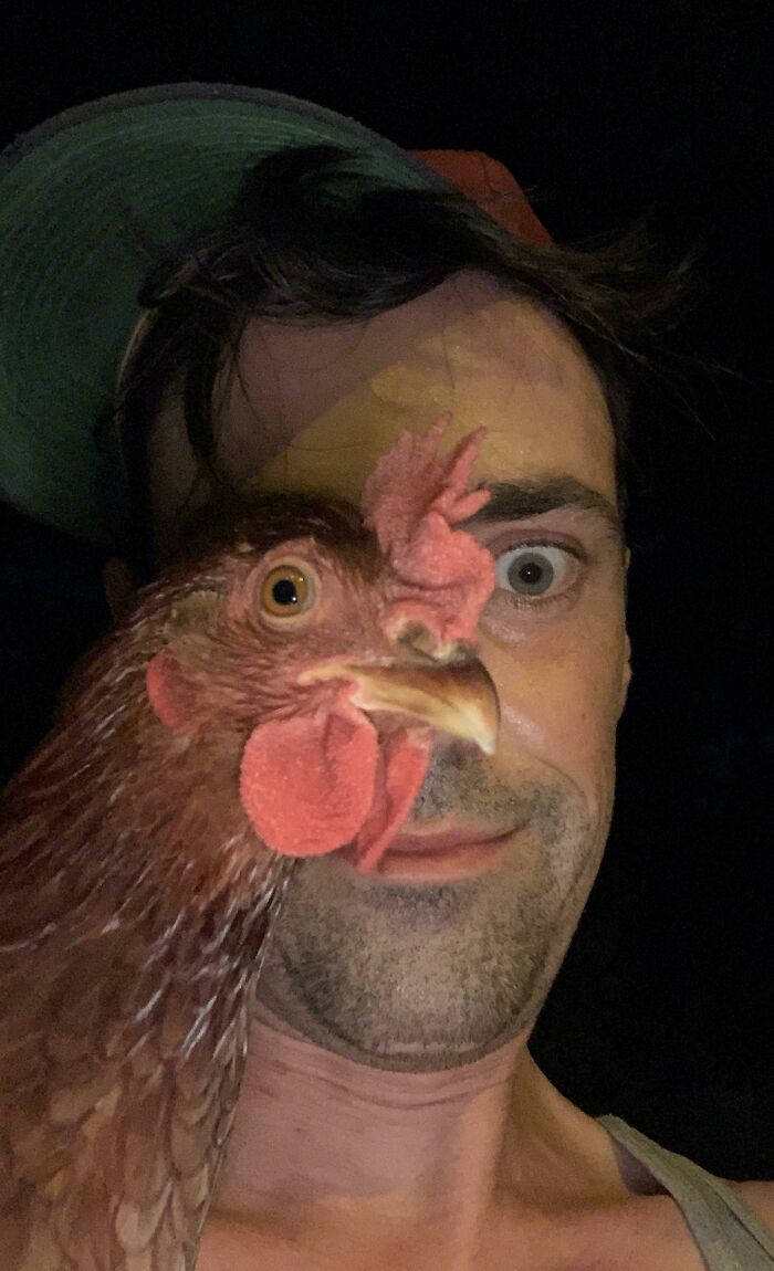 Intenté hacer una selfie con una gallina y salió esto