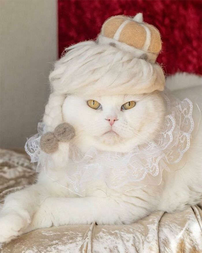 Gato con sombrero hecho del propio pelo que suelta