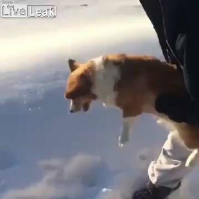 Lanzando a un perro desde un helicóptero