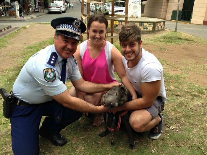 A Seven-Month-Old Shar-Pei Puppy Has Been Reunited With His Owners After Allegedly Being "Dog-Napped" In Newtown