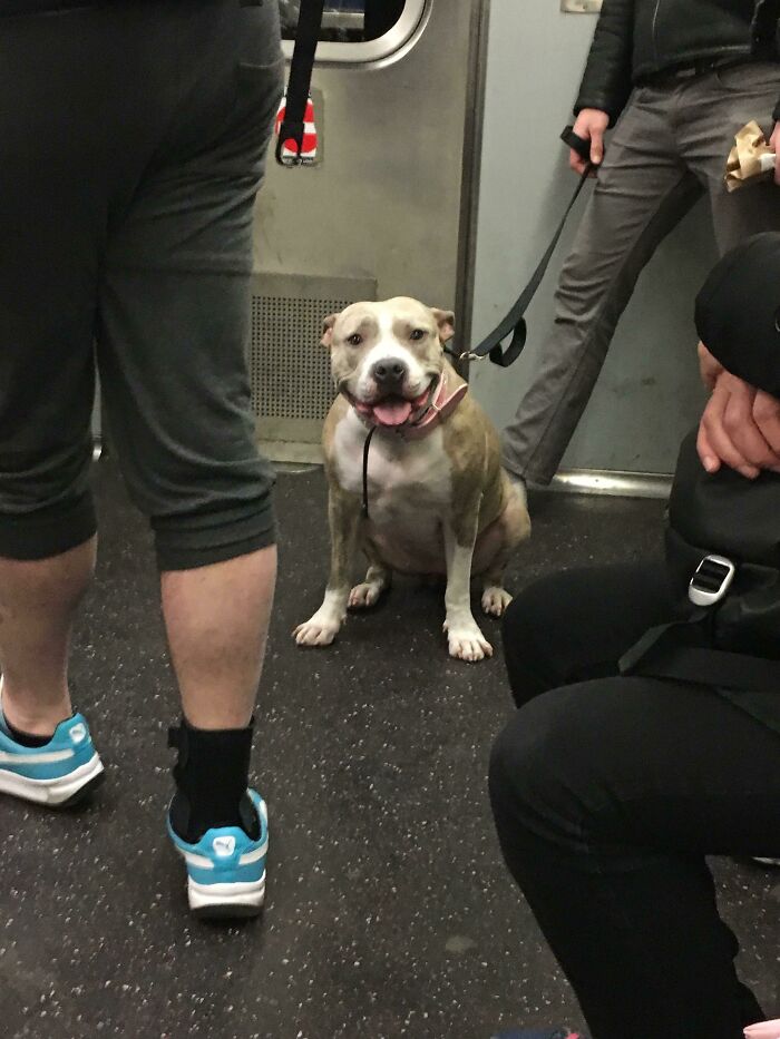 I Met A Really Pretty Girl On The Train Today