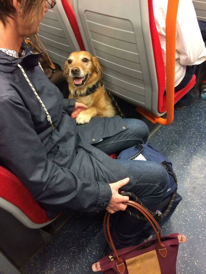 The Goodest Passenger On The Train
