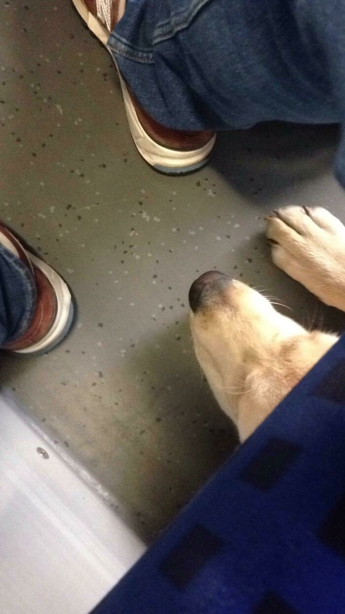 Just Got Onto A Train. Then This Little Guy Appears Under My Seat