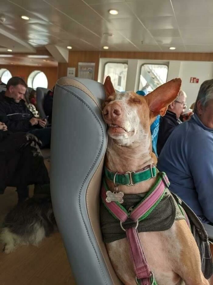 Rescue Dog Travelling To Forever Home Gets His Own Seat On Ferry