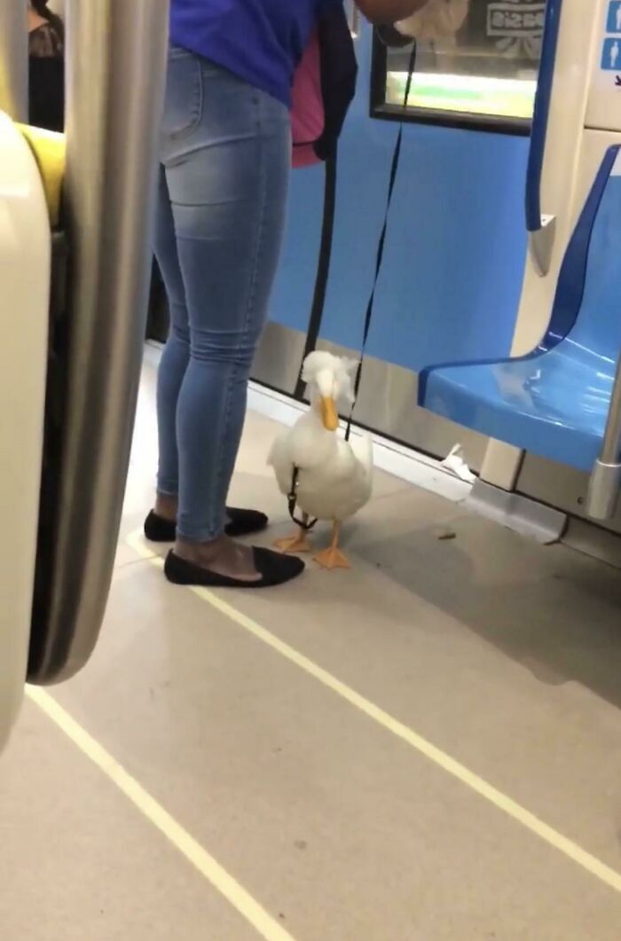 Just A Lady With Her Pet Duck On The Metro
