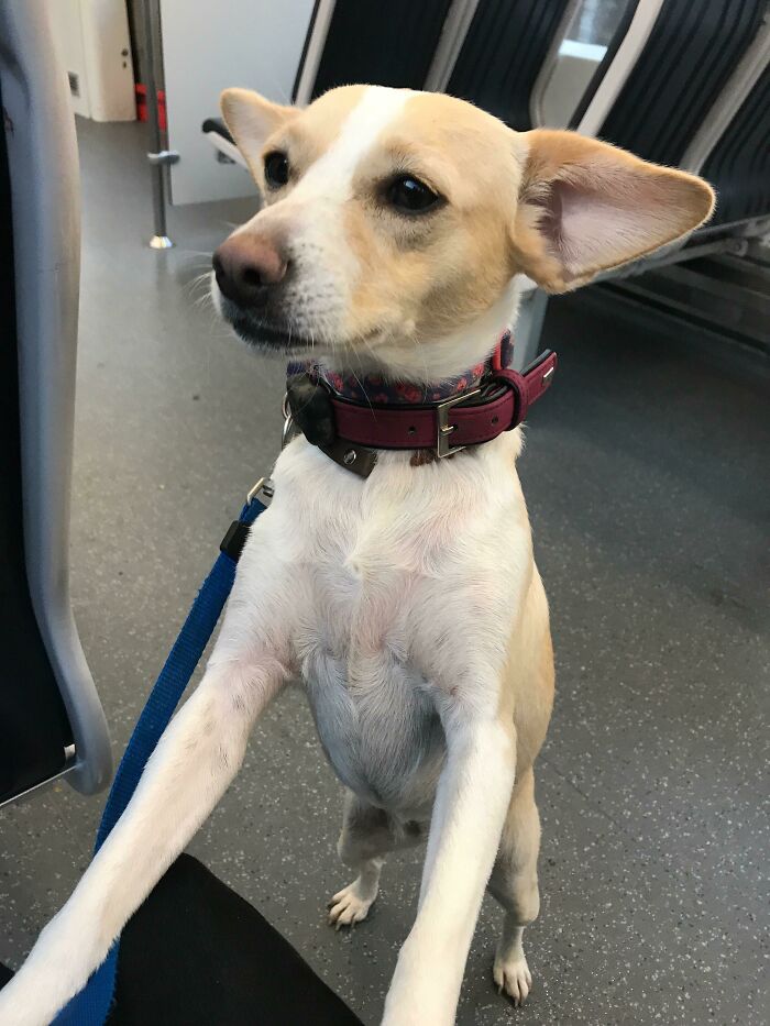 That’s How She Gets Everyone On The Metro To Pet Her