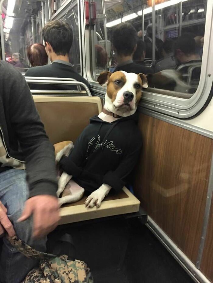 This Handsome Fella In A Blinged Hoody, Seen On Metro In SF