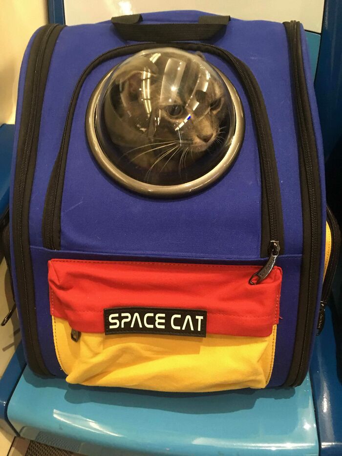 Today On The Subway, I Met A Catstronaut