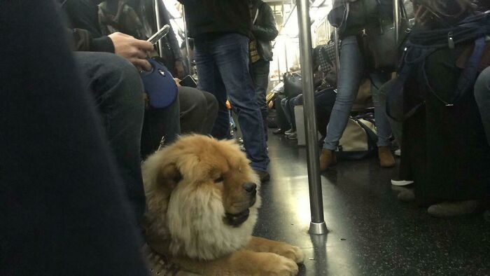 Subway Lion