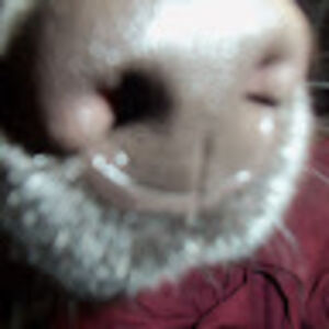 animallover_1 avatar