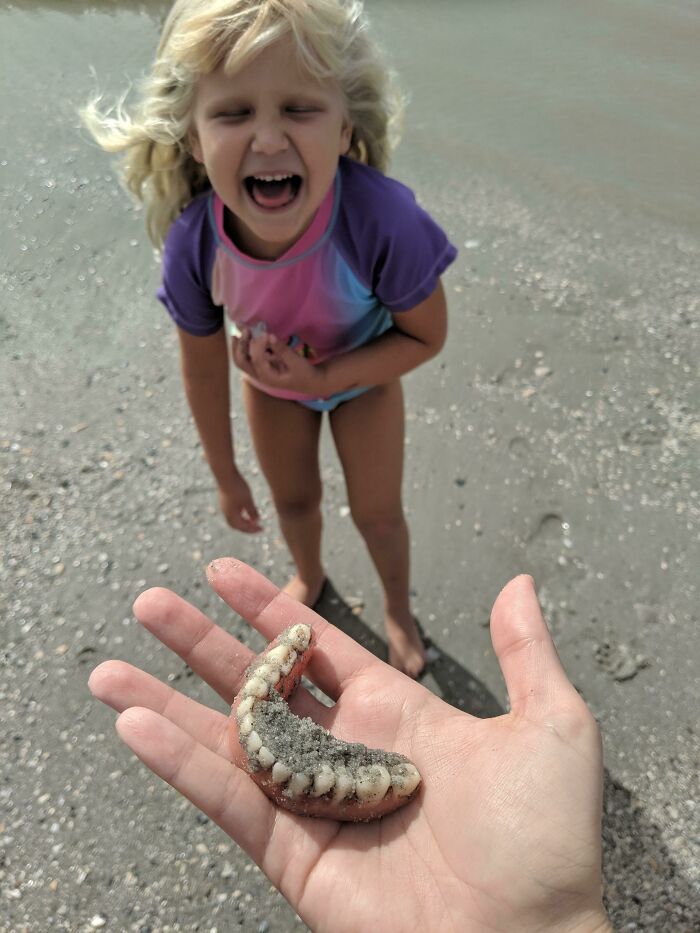We Went To The Beach To Find Shark Teeth, So When My Daughter Yelled "I Found Teeth!" This Was The Last Thing I Was Expecting