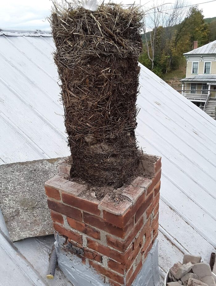 My Buddy Started Tearing Down His Unused Chimney Only To Find ~25 Generations Of Stacked Up Bird Nests