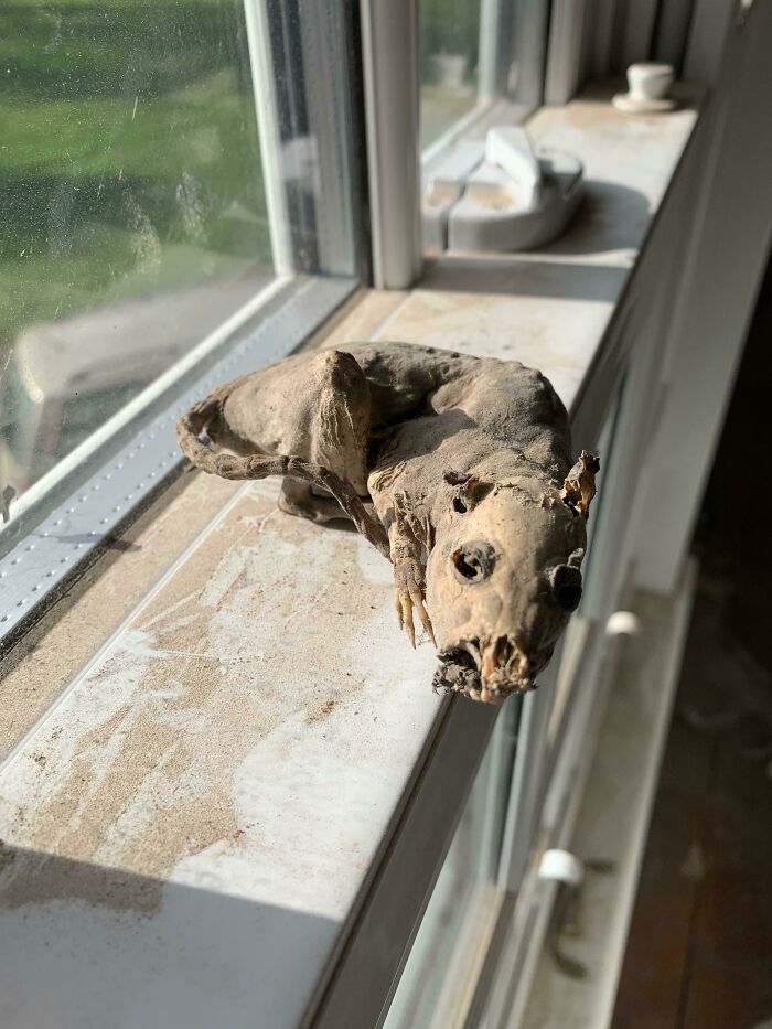 My Parents Found A Mummified Rat Under The Floor Of Their New House