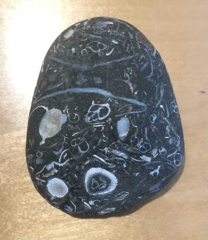This Rock I Found At The Beach When I Was Seven Is Full Of Fossilized Shells