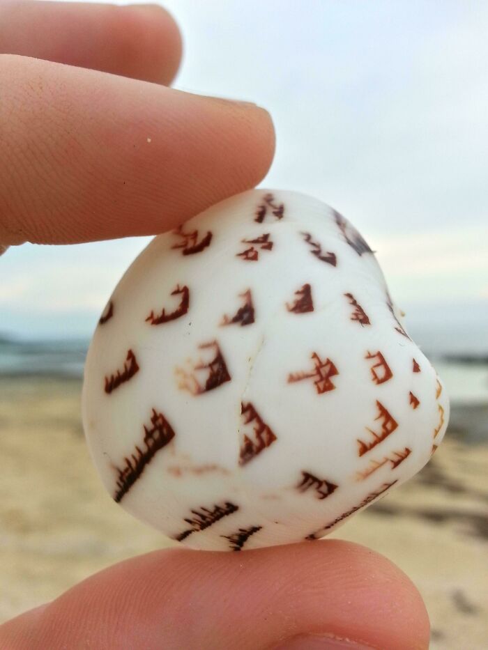 Real Talk I Think I Just Found A Shell With An Ancient Language On It