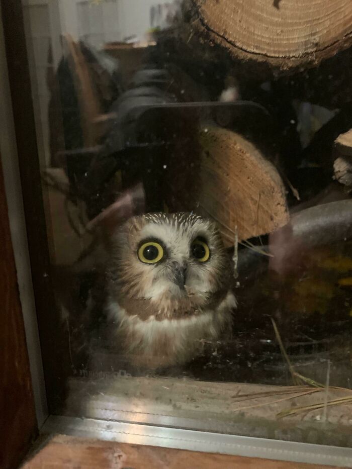 My Mom Found A Baby Owl On The Porch Behind The Firewood