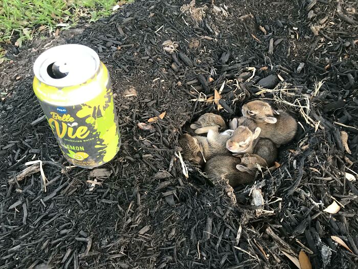 Group Of Baby Easter Bunnies I Found While Walking My Dog On Easter Sunday (Can For Reference)