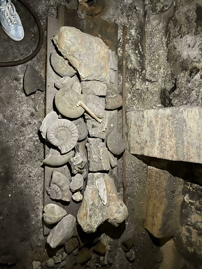 Dinosaur Bone Found In The Basement Of My Friend’s 15th Century House In North-Eastern France