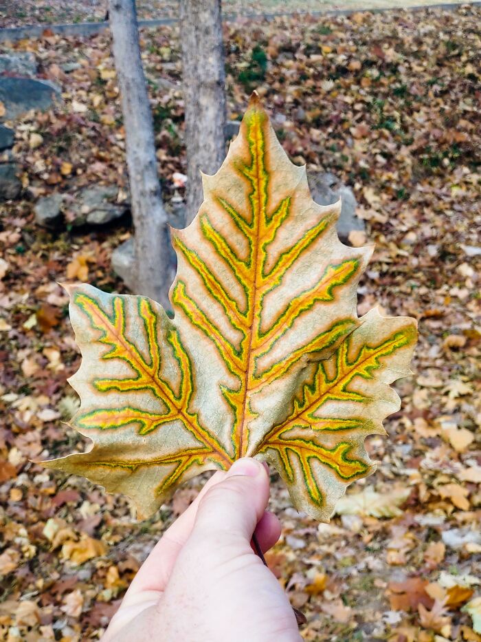 This Leaf I Found