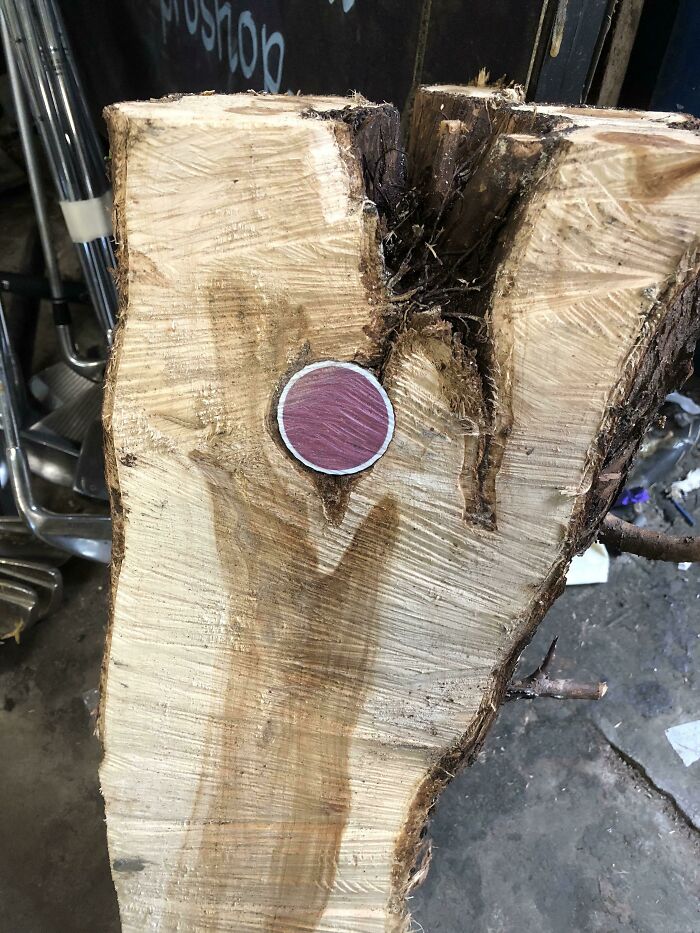 This Golf Ball Inside A Log I Found