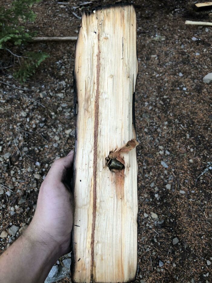I Was Splitting Firewood And I Found This Bullet Lodged In One Of The Logs. Notice How There’s No Path Of Entry, So This Tree Was Shot Long Ago And It Healed Itself Around The Bullet