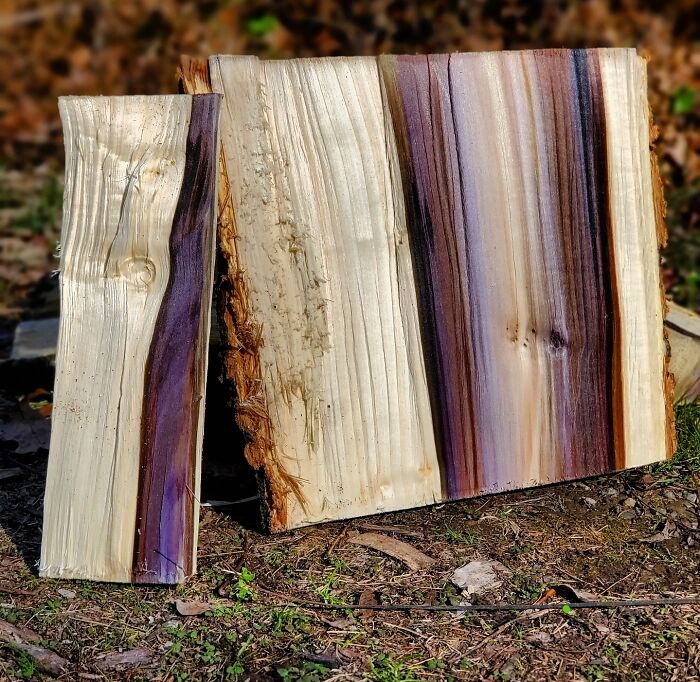Found These Beautiful Colors Hiding Inside A Piece Of Wood