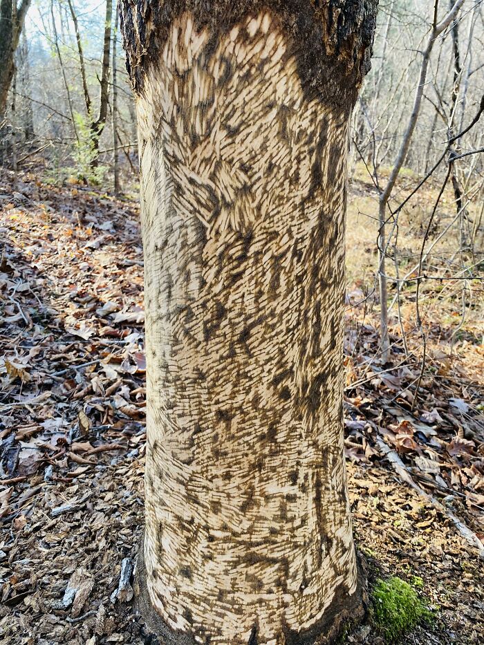 Beaver’s Chew Marks On A Tree That I Found