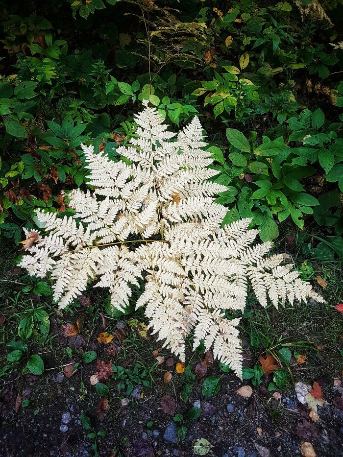 This White Fern I Found On My Hike Today