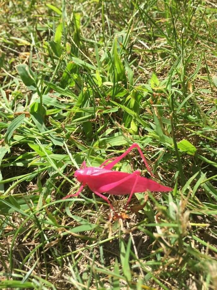This Pink Grasshopper Found On Kelleys Island, Ohio