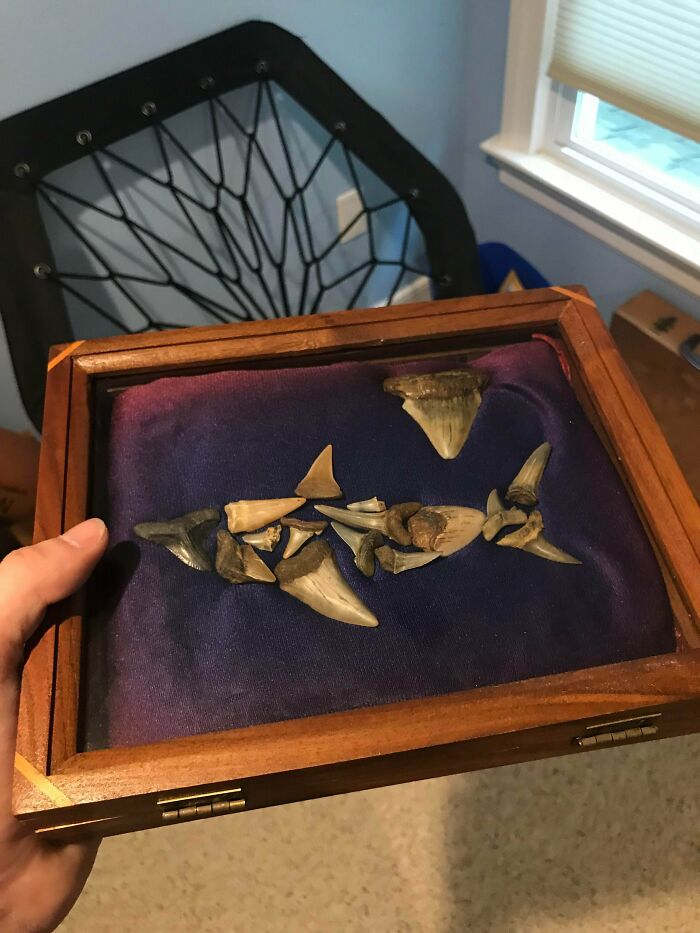 Shark tooth collection in a frame 